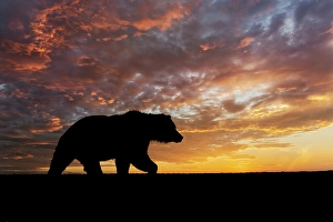 Grizzly Prints: Adult female Alaskan brown bear silhouetted at sunrise along Silver Salmon Creek