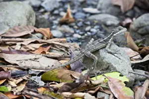Natural Resources Prints: An adult female Brown Basilisk (Basiliscus vittatus) sits atop a rock on the floor