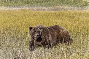 Bear Gallery: Adult female grizzly bear crossing grassy meadow, Lake Clark National Park and Preserve, Alaska