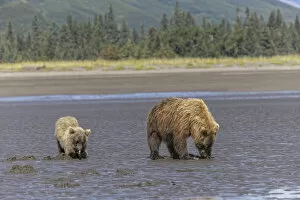 Bear Gallery: Adult female grizzly bear and cub clamming, Lake Clark National Park and Preserve, Alaska