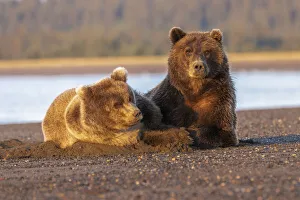 Togetherness Prints: Adult female grizzly bear and cub sleeping together on beach at sunrise
