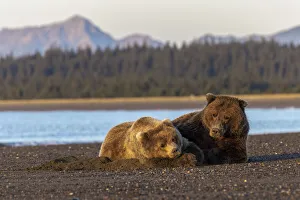 Adult female grizzly bear and cub sleeping together on beach at sunrise, Lake Clark National Park and Preserve, Alaska
