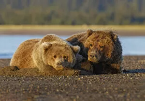 Bear Gallery: Adult female grizzly bear and cub sleeping together on beach at sunrise