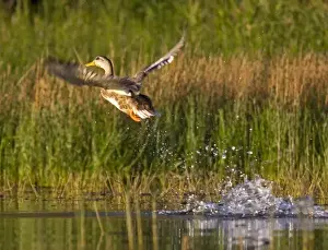 Wet Land Prints: Adult female mallard duck takes off from Whitefish Lake in Montana