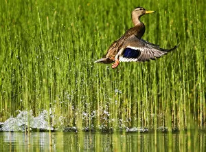 Images Dated 10th August 2008: Adult female mallard takes off for flight in the reeds of Whitefish Lake in Montana