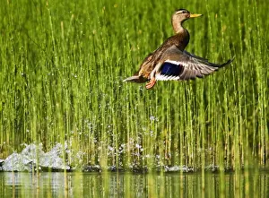 Taking Off Prints: Adult female mallard takes off for flight in the reeds of Whitefish Lake in Montana