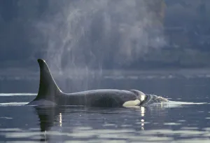 Orca Prints: Adult female Orca Whale (Orcinus Orca), Puget Sound, Dyes Inlet, Washington State, USA
