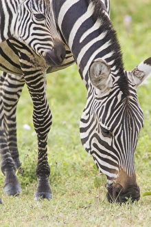 Mammals Prints: Adult female zebra grazes, head and frontal shot, close up, while her colt s