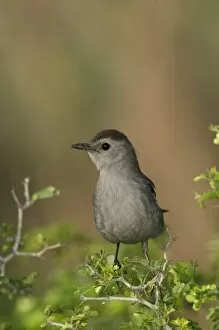 Adult Gray Catbird, South Padre Island, Texas, USA