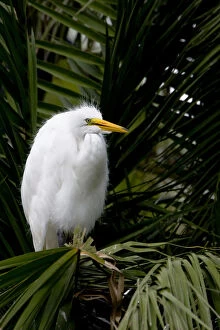 An adult great egret perches at a rookery at Naples Zoo in southwest Florida