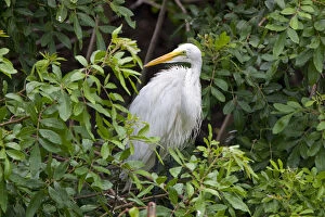 Images Dated 27th June 2005: An adult great egret stands on a nest at a rookery near Venice, Florida. Exotic