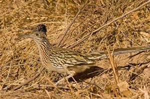 Roadrunner Prints: An adult Greater roadrunner, Geococcyx californianus, runs alongside the road in