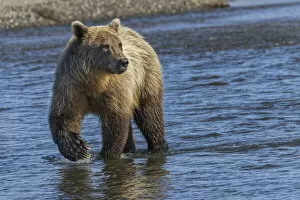 Bear Gallery: Adult grizzly bear chasing fish, Lake Clark National Park and Preserve, Alaska, Silver Salmon Creek