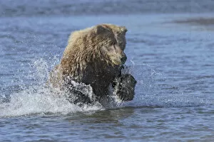 Bear Gallery: Adult grizzly bear chasing fish, Lake Clark National Park and Preserve, Alaska, Silver Salmon Creek