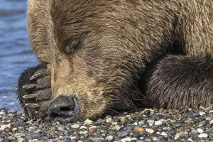 Bear Gallery: Adult grizzly bear resting on beach, Lake Clark National Park and Preserve, Alaska