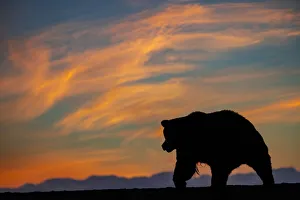 Lake Clark National Park And Pr Prints: Adult grizzly bear silhouetted on beach at sunrise