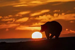 Adult grizzly bear silhouetted on beach at sunrise, Lake Clark National Park and Preserve, Alaska, Silver Salmon Creek