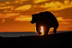 Bear Gallery: Adult grizzly bear silhouetted on beach at sunrise, Lake Clark National Park and Preserve, Alaska