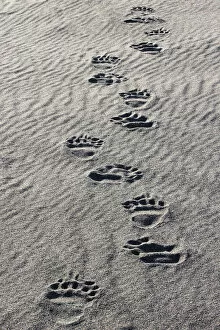 Bear Gallery: Adult grizzly bear tracks on sandy beach, Lake Clark National Park and Preserve, Alaska