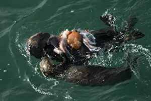 Images Dated 20th April 2007: Adult and juvenile Sea Otter (Enhydra lutris) consume Giant Pacific Octopus (Octopus