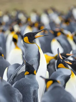 Adult king penguin running through rookery while being pecked at by neighbors, Falkland Islands