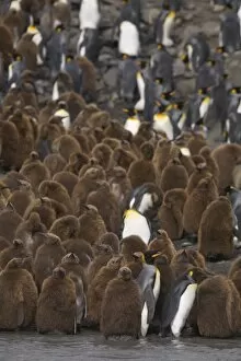 Images Dated 9th January 2006: Adult king penguins stand out from juvenile King penguins, known as oakum boys which