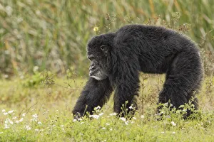 Prints of Adult male Chimpanzee, Pan troglodytes Images Dated 2019 June: Adult male Chimpanzee, Pan troglodytes