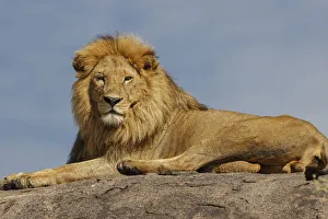 Prints of Adult male lion on kopje, Serengeti National Park, Tanzania, Africa Africa Prints: Adult male lion on kopje, Serengeti National Park, Tanzania, Africa