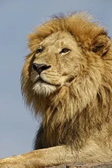 Images Dated 30th August 2020: Adult male lion on kopje, Serengeti National Park, Tanzania, Africa