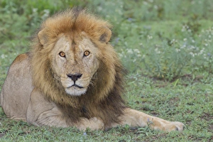 Mammals Prints: Adult male lion, lying on grass resting, look of surprise while looking at viewer