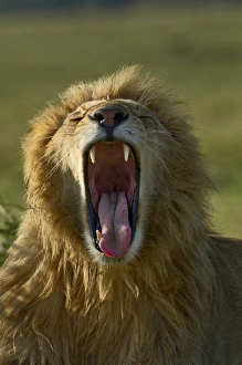 Images Dated 3rd September 2011: Adult male lion, Masai Mara, Kenya, Africa