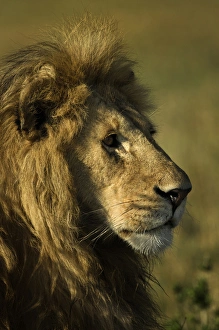Images Dated 3rd September 2011: Adult male lion, Masai Mara, Kenya, Africa