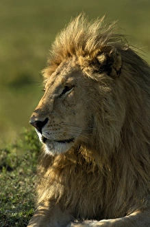 Images Dated 3rd September 2011: Adult male lion, Masai Mara, Kenya, Africa