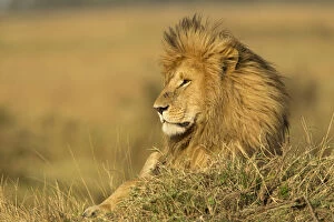 Kenya Gallery: Adult male lion resting on termite mound, Masai Mara, Kenya, Africa, Panthera leo