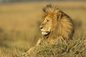 Kenya Gallery: Adult male lion resting on termite mound, Masai Mara, Kenya, Africa, Panthera leo