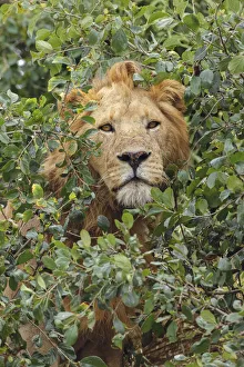 Images Dated 30th August 2020: Adult male, lion, Serengeti National Park, Tanzania, Africa
