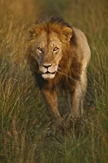 Images Dated 20th July 2005: Adult male lion walking through tire tracks, Panthera leo, Masai Mara, Kenya