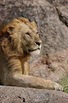 Lion Prints: Adult male lions resting on rocky outcropping, Serengeti National Park, Tanzania, Africa