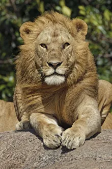 Images Dated 30th August 2020: Adult male lions resting on rocky outcropping, Serengeti National Park, Tanzania, Africa