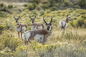 Pronghorn Prints: Adult male pronghorn with females, Yellowstone National Park, Wyoming