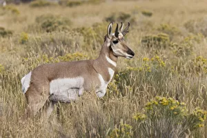 Adult male pronghorn, Yellowstone National Park, Wyoming