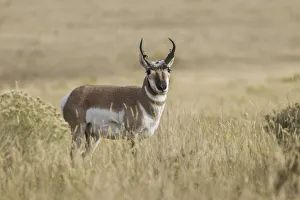 Pronghorn Prints: Adult male pronghorn, Yellowstone National Park, Wyoming