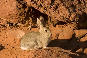 Fur Bearing Prints: Adult mountain cottontail (Sylvilagus nuttallii) rabbit at Horseshoe Bend in wintertime