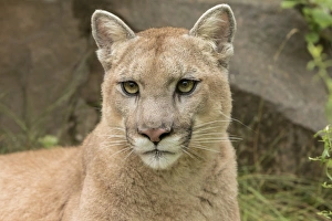 Adult Mountain Lion, Puma concolor (Controlled Situation) Minnesota