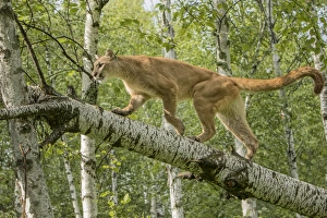 Minnesota Prints: Adult Mountain Lion in tree, Puma concolor (Controlled Situation) Minnesota
