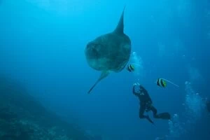 Adult Ocean Sunfish (Mola mola) heaviest bony fish in the world, Nusa Penida, Bali