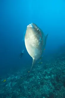 Adult Ocean Sunfish (Mola mola) heaviest bony fish in the world, Nusa Penida, Bali