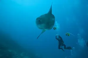 Se Asia Prints: Adult Ocean Sunfish (Mola mola) heaviest bony fish in the world, Nusa Penida, Bali