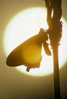 Sacramento Prints: Adult Pipevine Swallowtail Silhouette in American River park