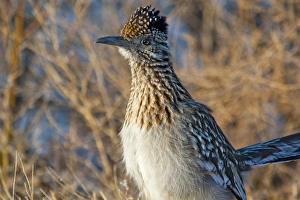 Roadrunner Prints: Adult roadrunner at Bosque del apache NWR in New Mexico